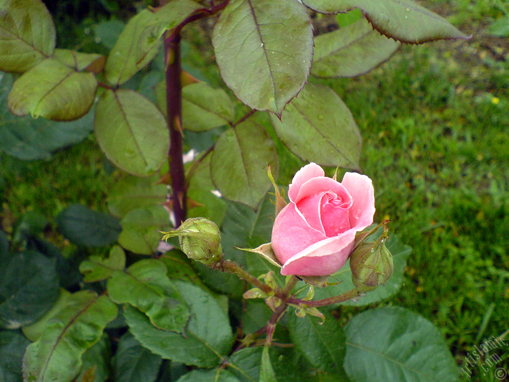 Pink rose photo.
