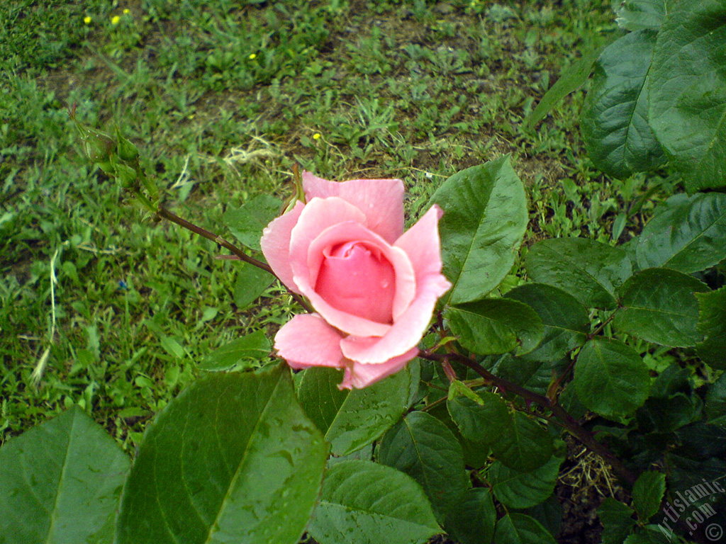 Pink rose photo.
