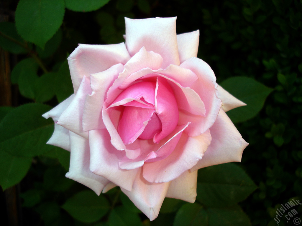 Pink rose photo.
