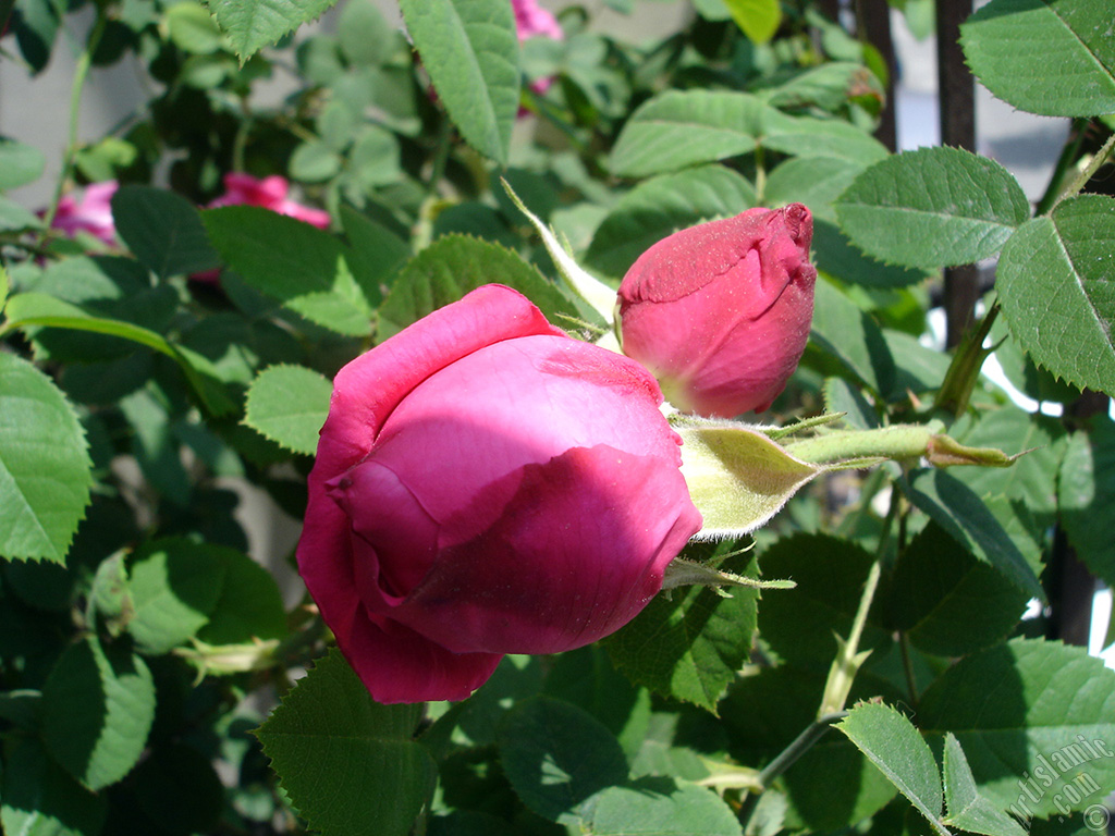 Pink rose photo.
