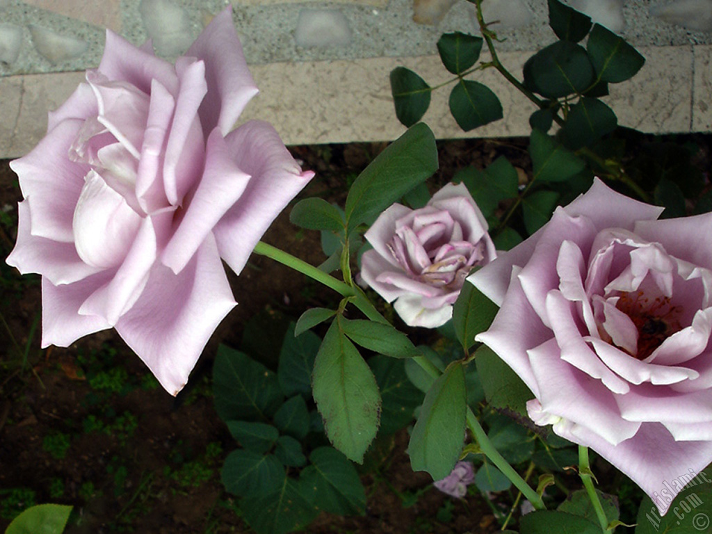 Lilac-color (lavender) rose photo.
