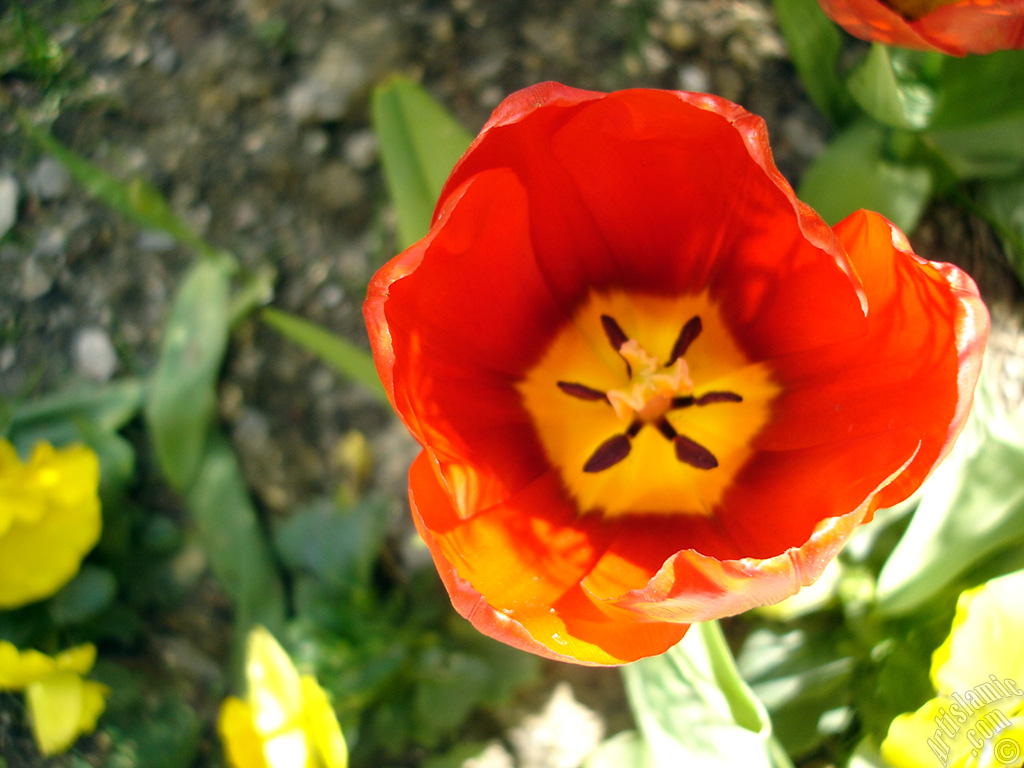 Red Turkish-Ottoman Tulip photo.
