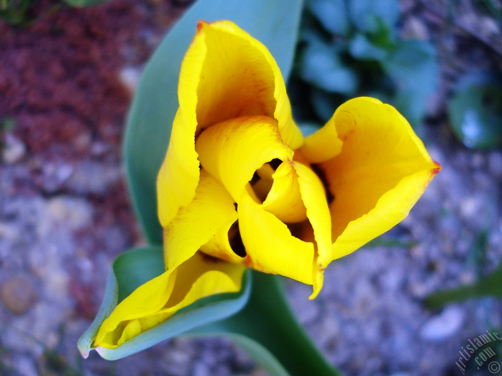 Yellow color Turkish-Ottoman Tulip photo.
