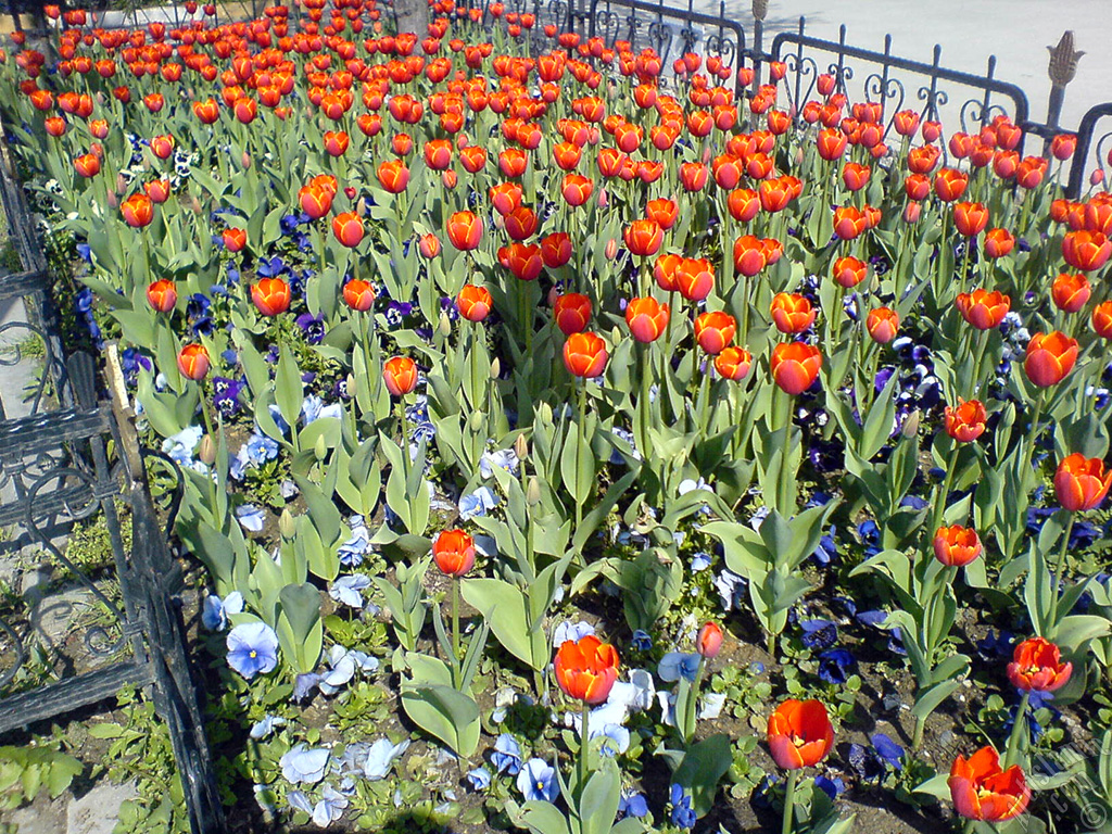 Turkish-Ottoman Tulips.

