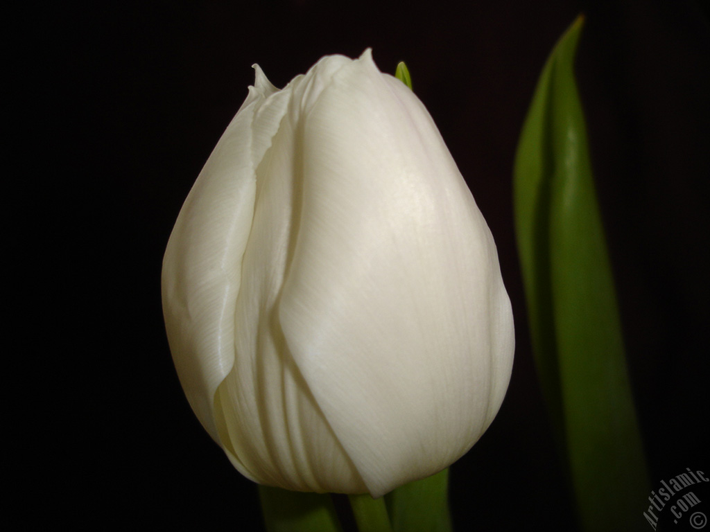 White color Turkish-Ottoman Tulip photo.
