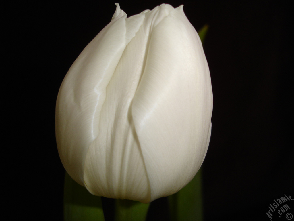 White color Turkish-Ottoman Tulip photo.
