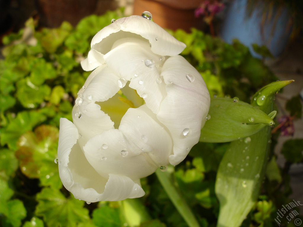 White color Turkish-Ottoman Tulip photo.
