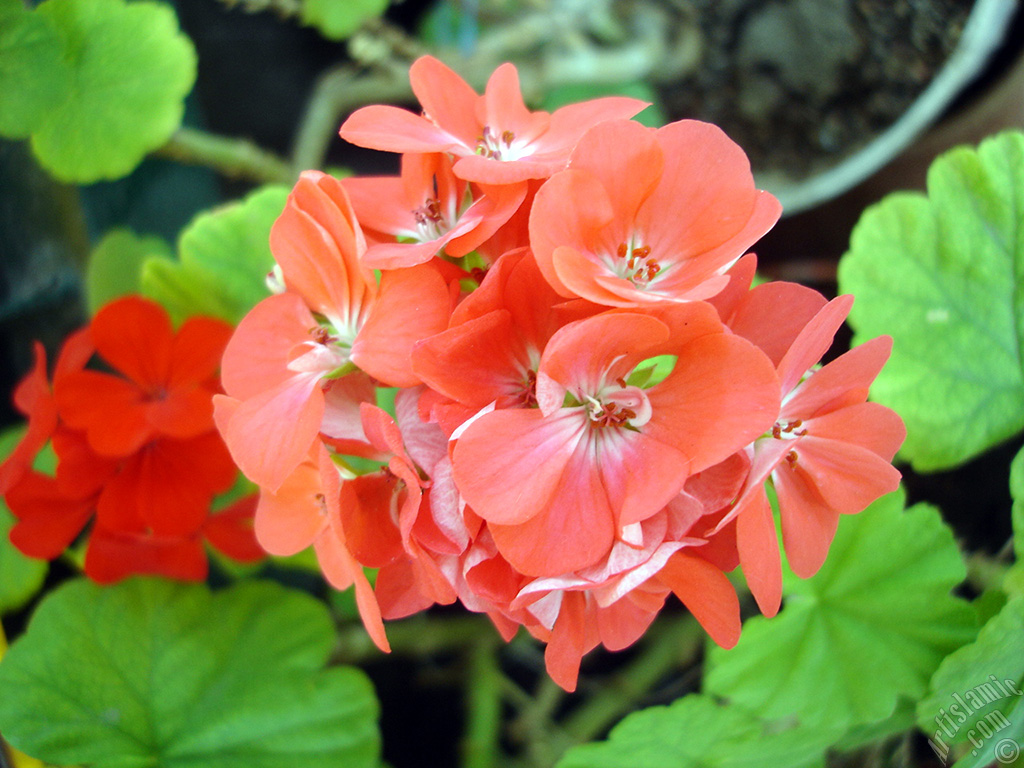 Red Colored Pelargonia -Geranium- flower.
