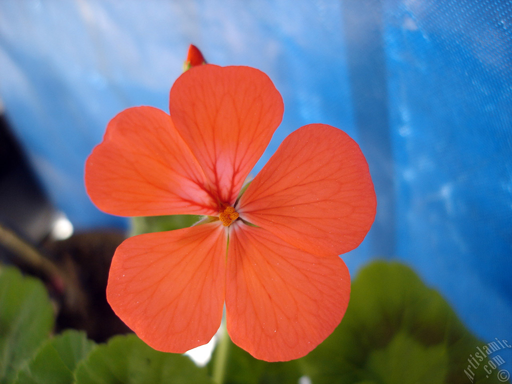 Red Colored Pelargonia -Geranium- flower.
