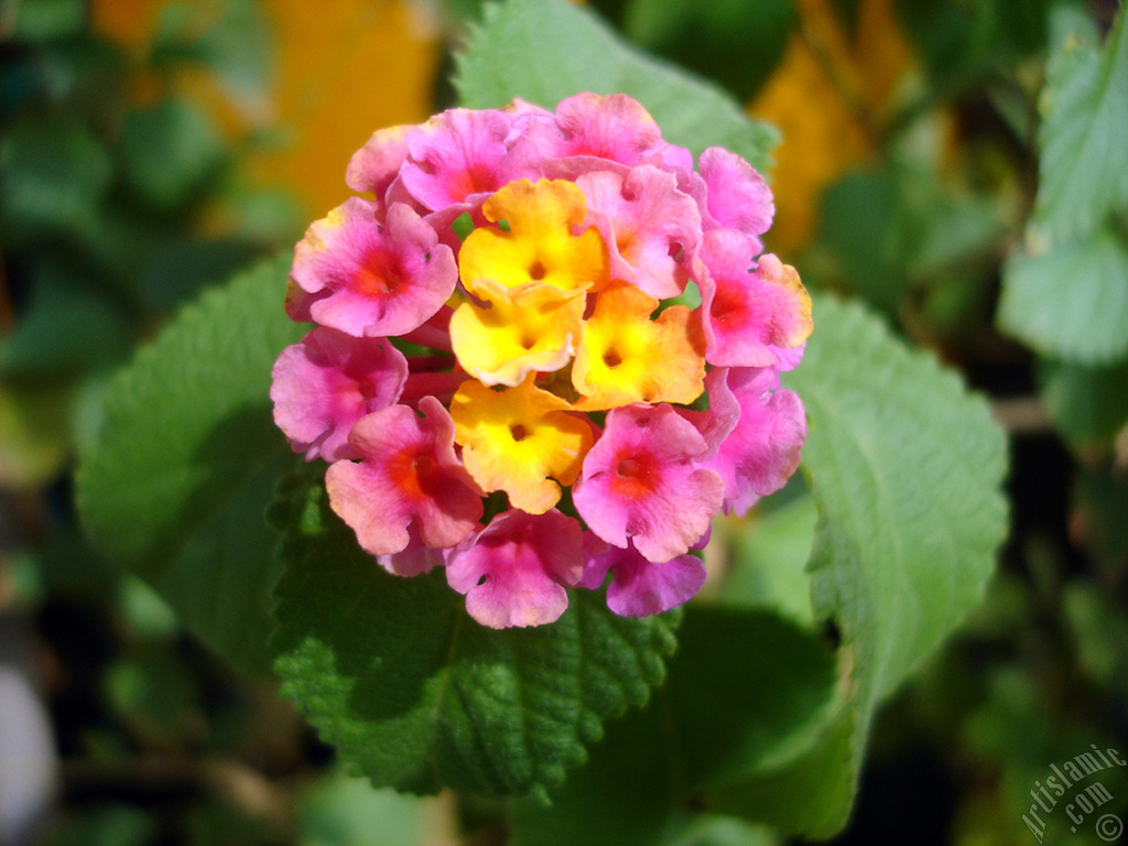 Lantana camara -bush lantana- flower.
