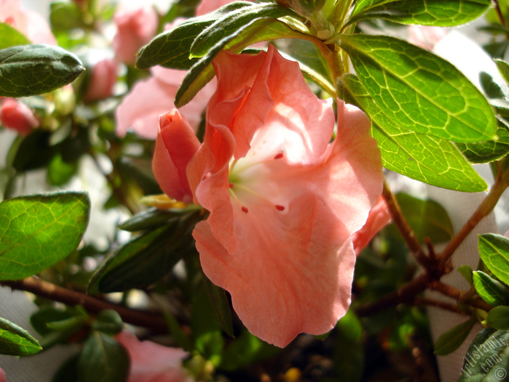 Pink color Azalea -Rhododendron- flower.
