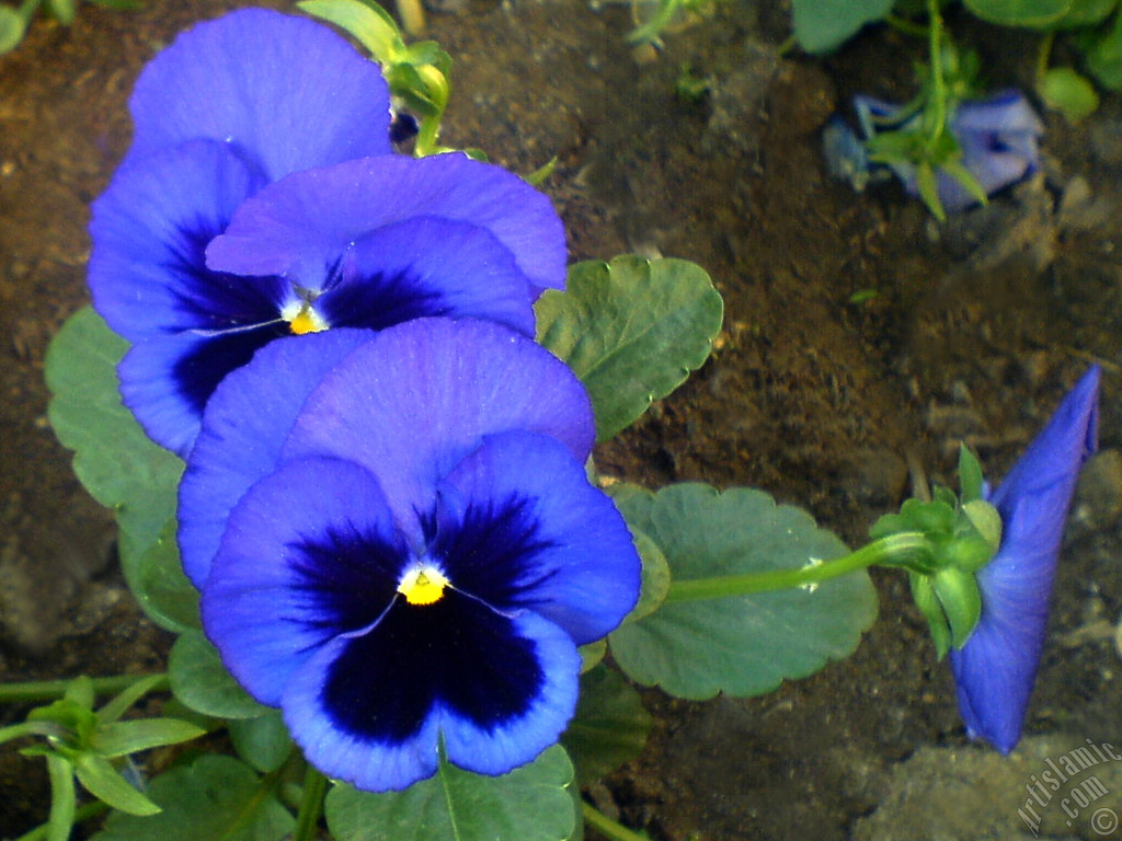 Dark blue color Viola Tricolor -Heartsease, Pansy, Multicoloured Violet, Johnny Jump Up- flower.
