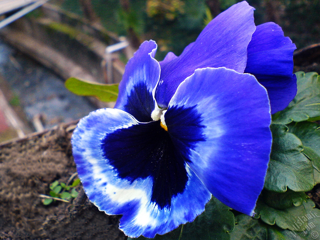 Dark blue color Viola Tricolor -Heartsease, Pansy, Multicoloured Violet, Johnny Jump Up- flower.
