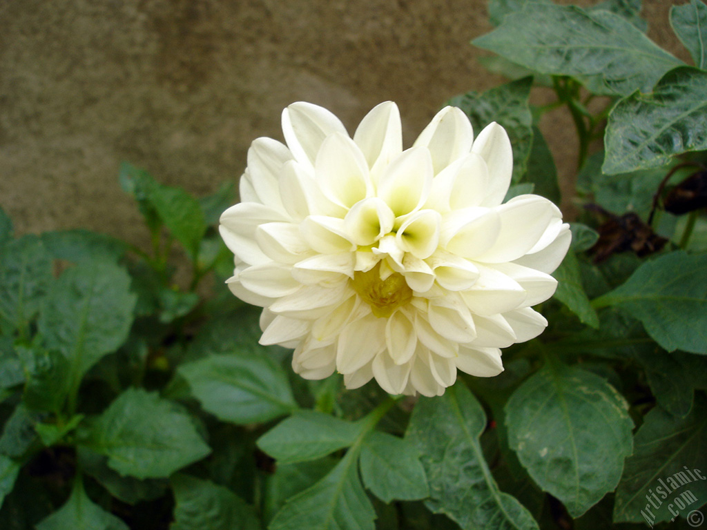 Dahlia flower.
