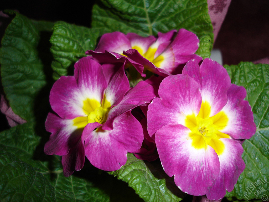 Primrose flower.
