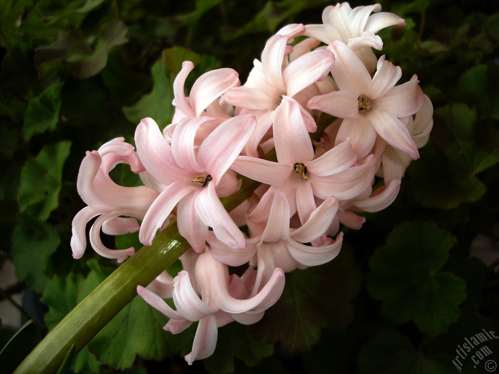 Pink color Hyacinth flower.
