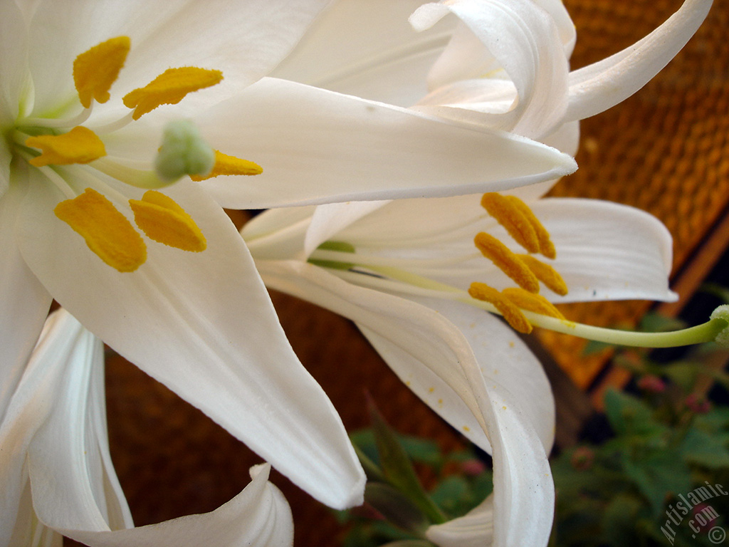White color amaryllis flower.
