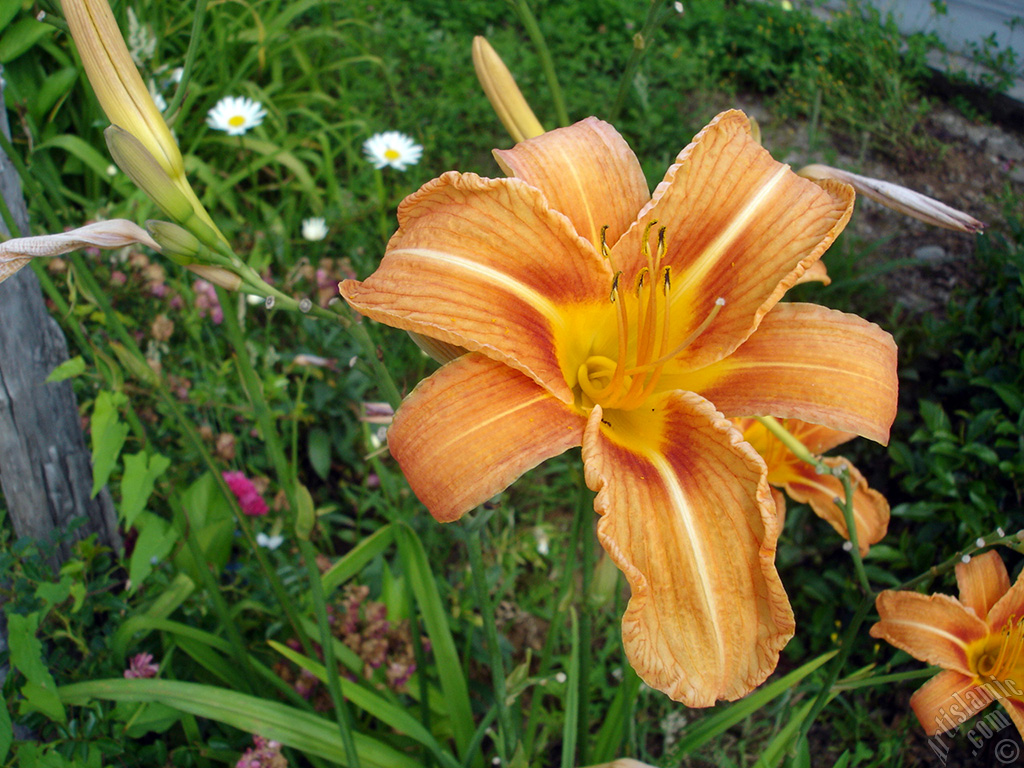 Orange color daylily -tiger lily- flower.
