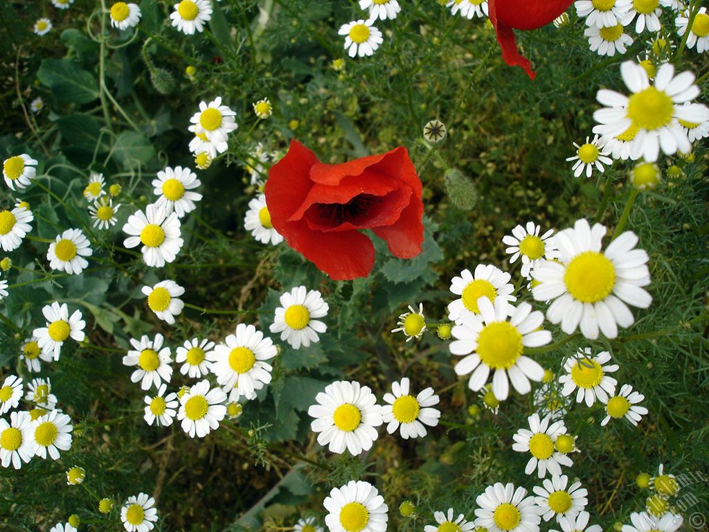 Red poppy flower.

