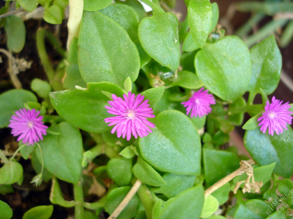 Heartleaf Iceplant -Baby Sun Rose, Rock rose- with pink flowers.
