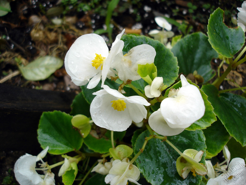 Wax Begonia -Bedding Begonia- with white flowers and green leaves.
