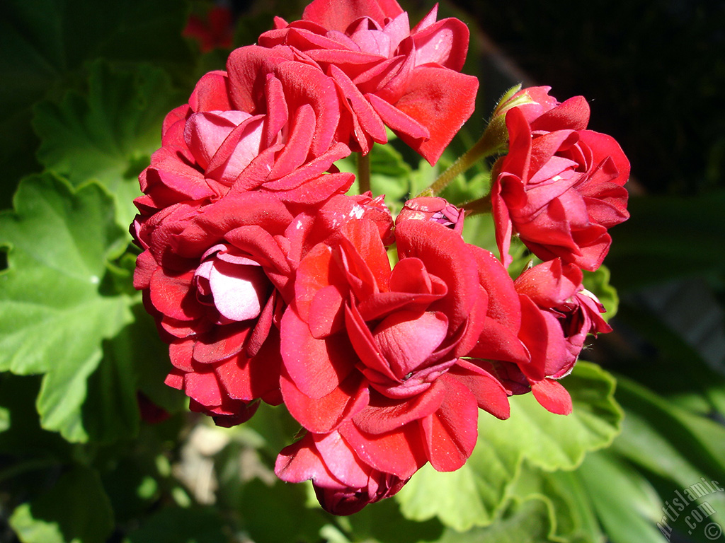 Red color Pelargonia -Geranium- flower.
