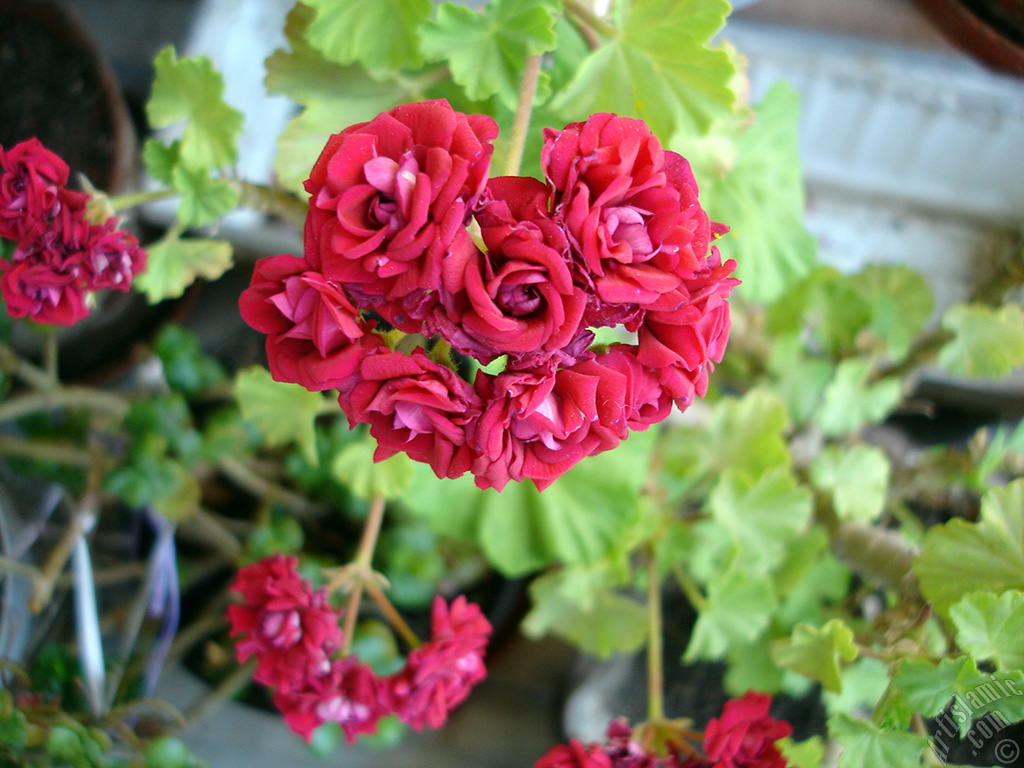 Red color Pelargonia -Geranium- flower.
