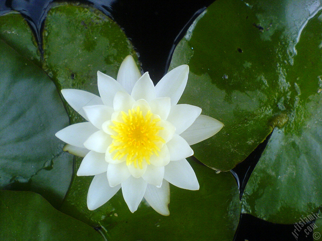 Water Lily flower.
