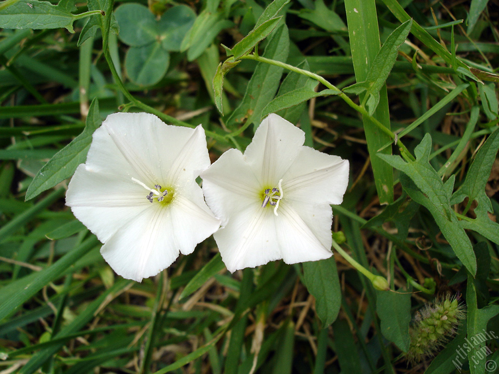 White Morning Glory flower.
