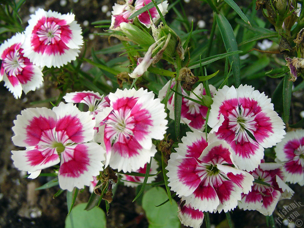 Pink and white color Carnation -Clove Pink- flower.

