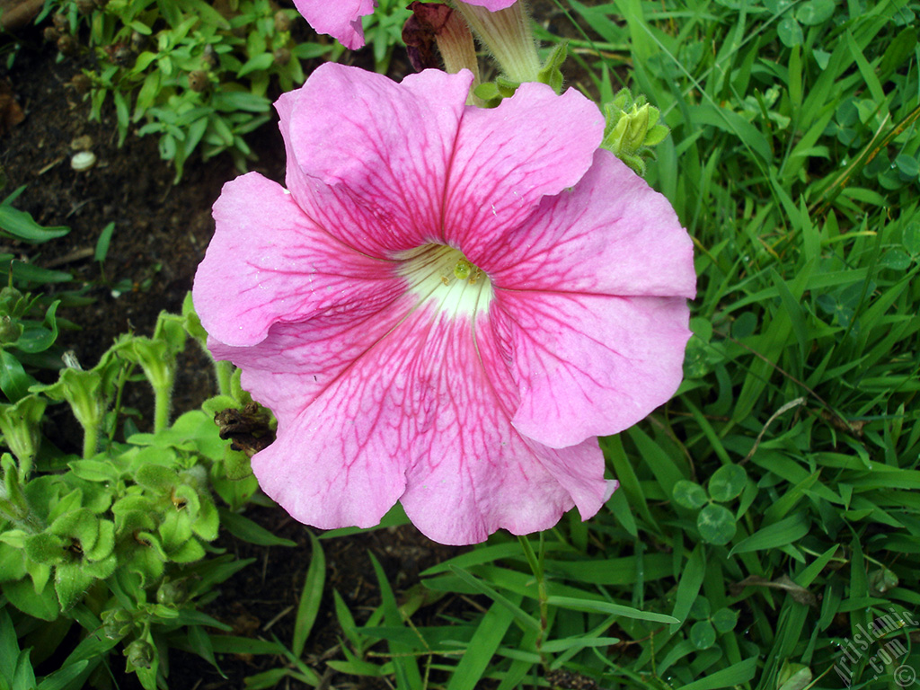 Pink Petunia flower.
