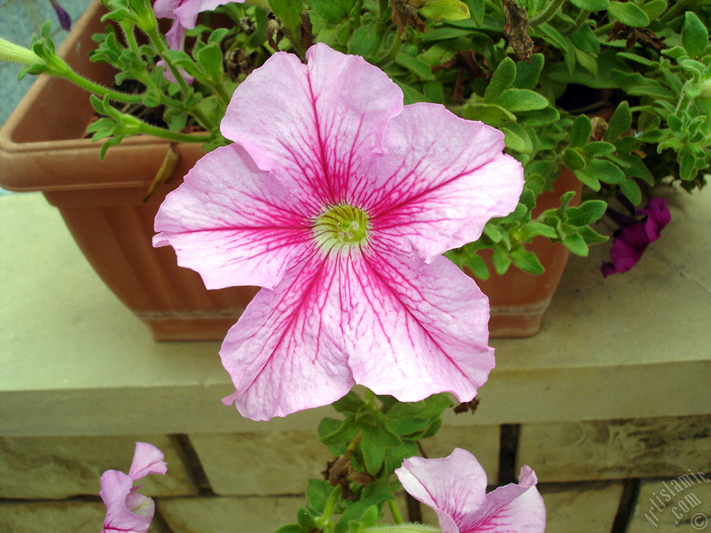 Pink Petunia flower.
