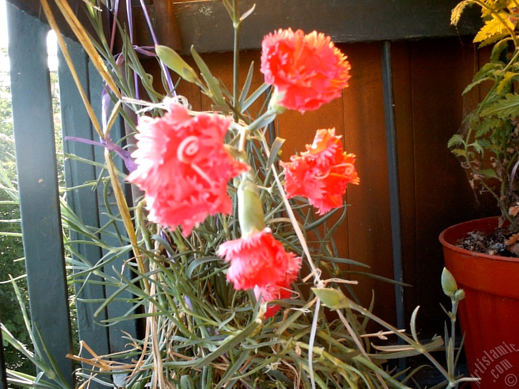 Red color Carnation -Clove Pink- flower.
