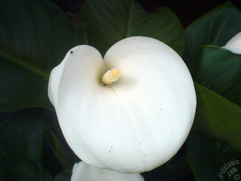 White color Arum Lily -Calla Lily- flower.
