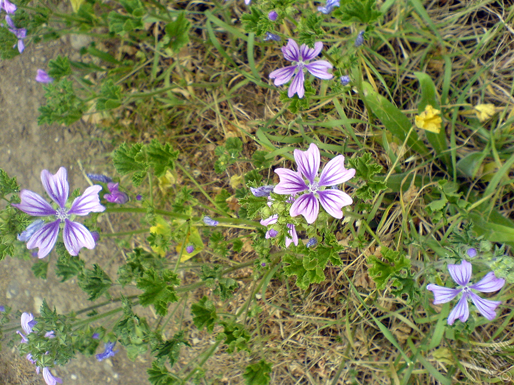 Purple color Erica flower.

