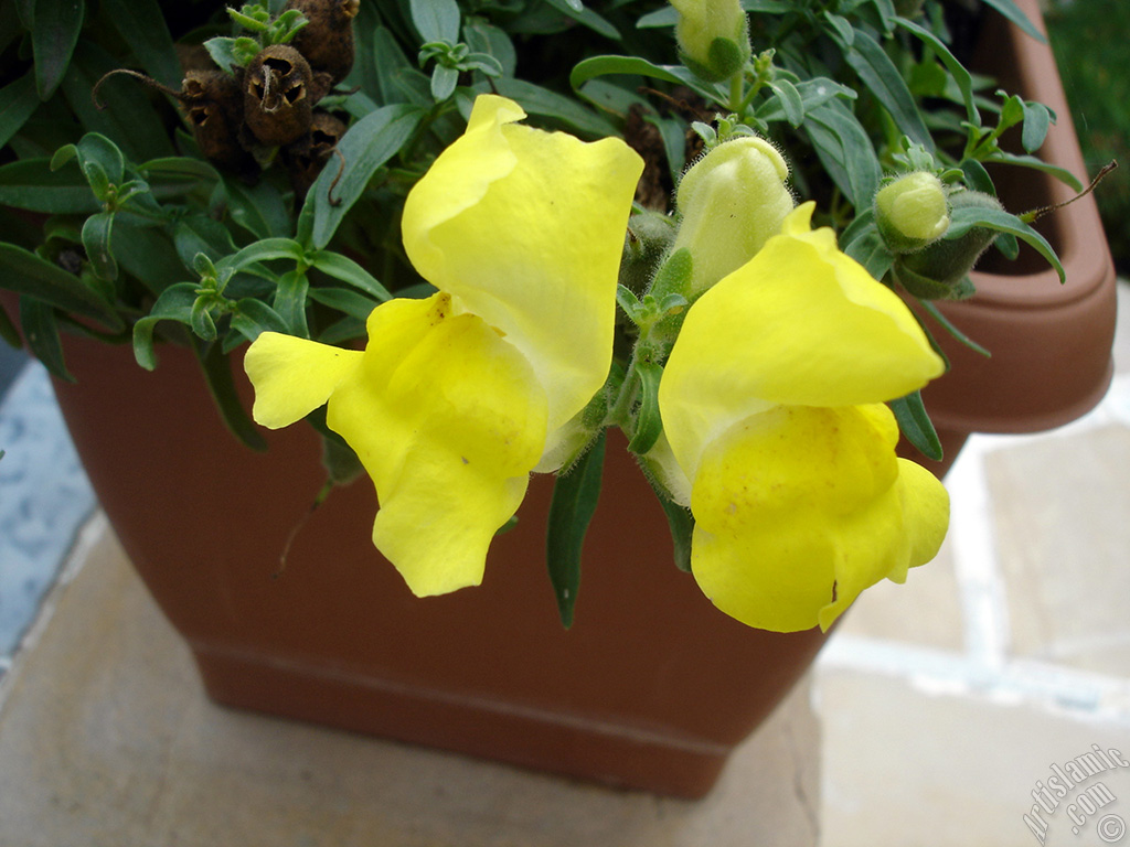 Yellow Snapdragon flower.
