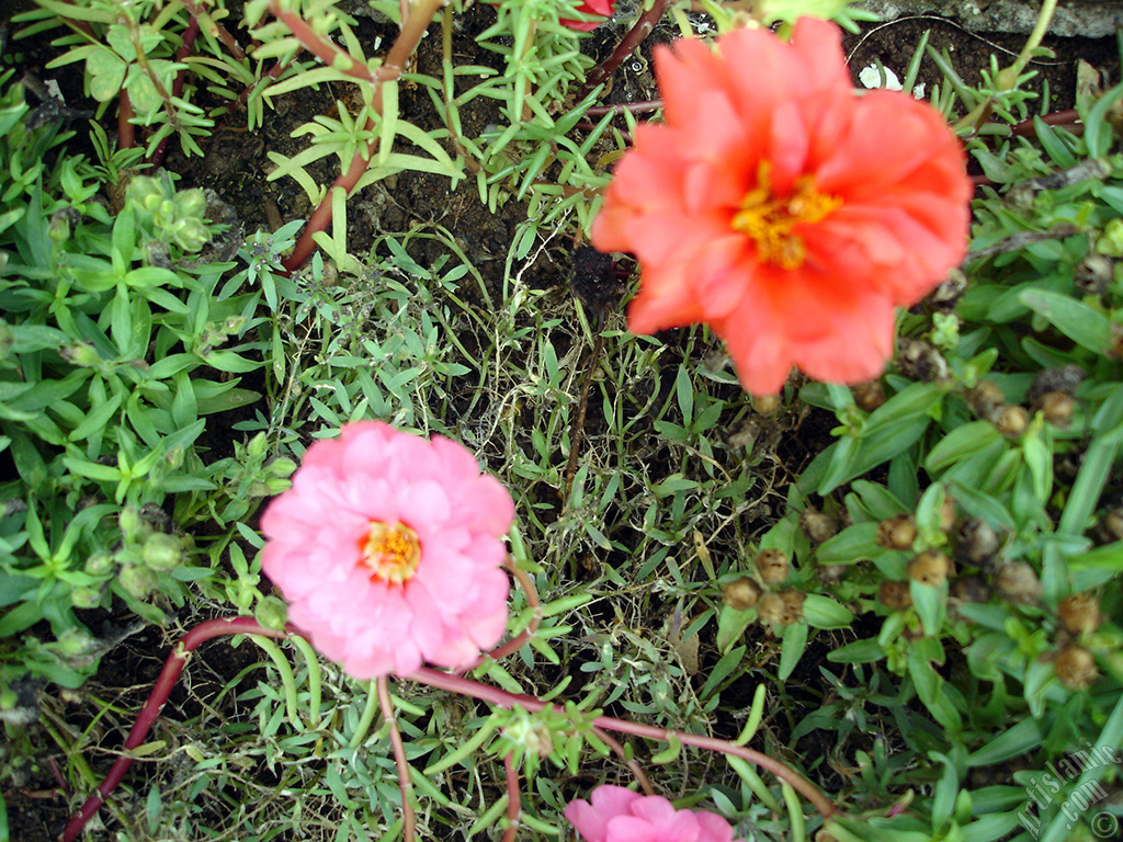 Pink Moss rose -Perslane, Purslane- flower.
