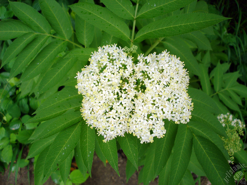 Minik beyaz iekli bir bitkinin resmi.
