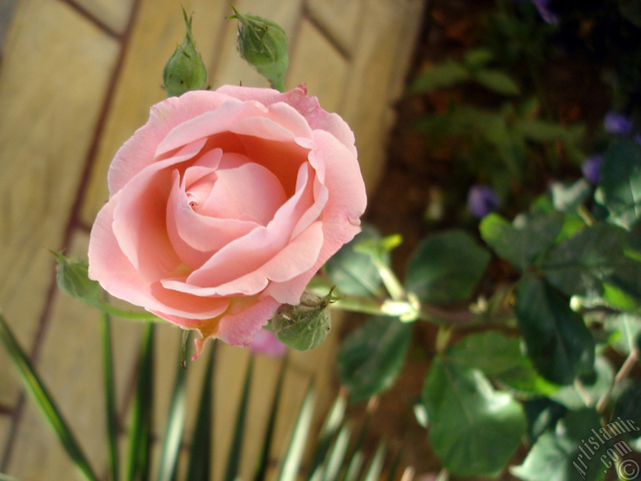 Pink rose photo.

