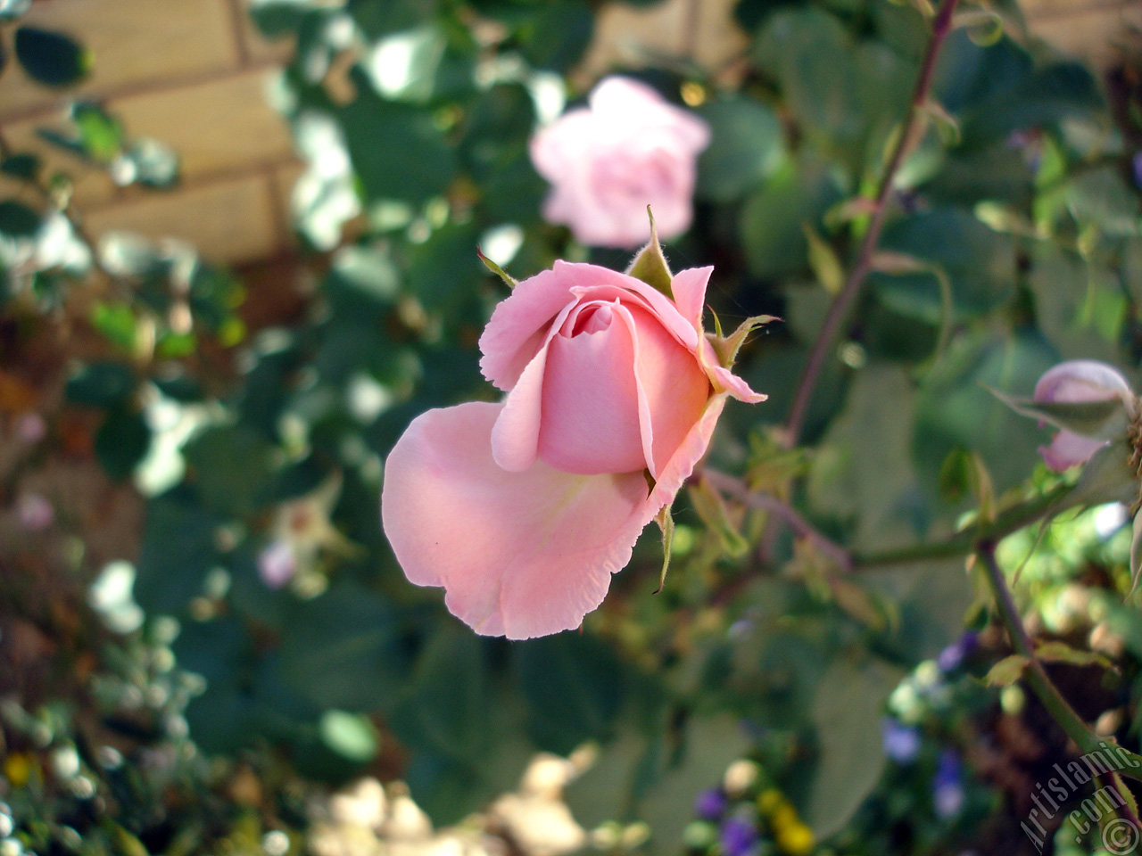 Pink rose photo.
