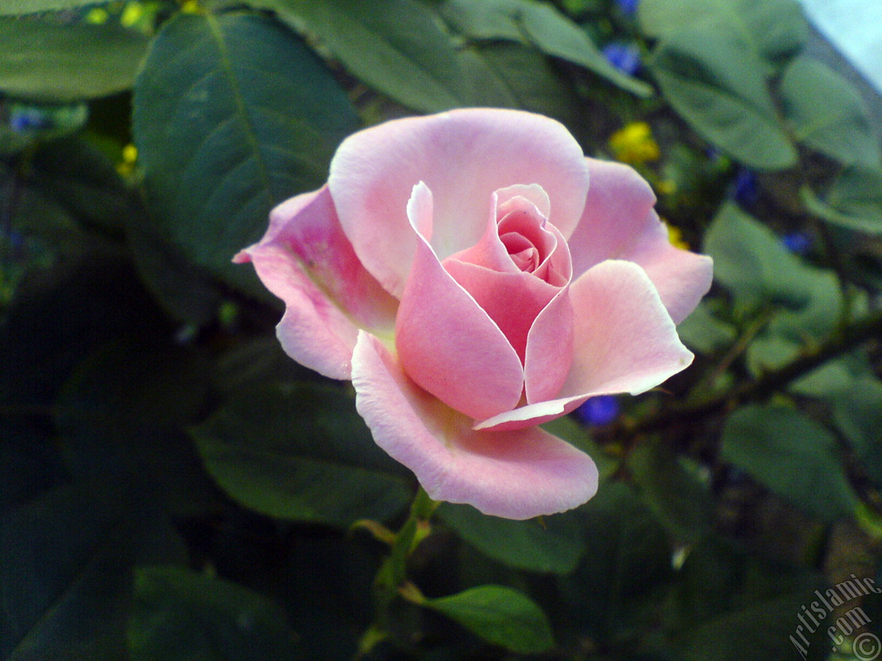 Pink rose photo.
