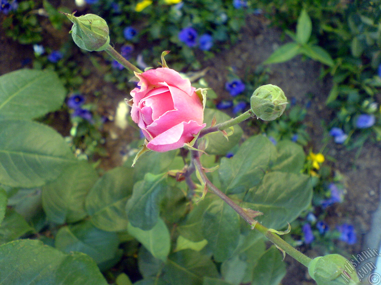 Pink rose photo.
