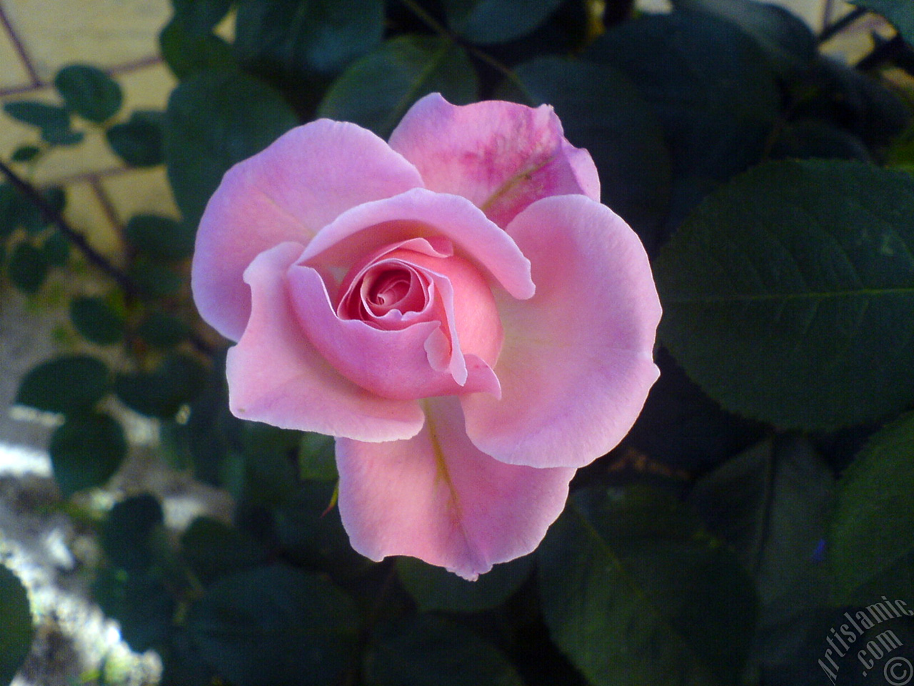 Pink rose photo.
