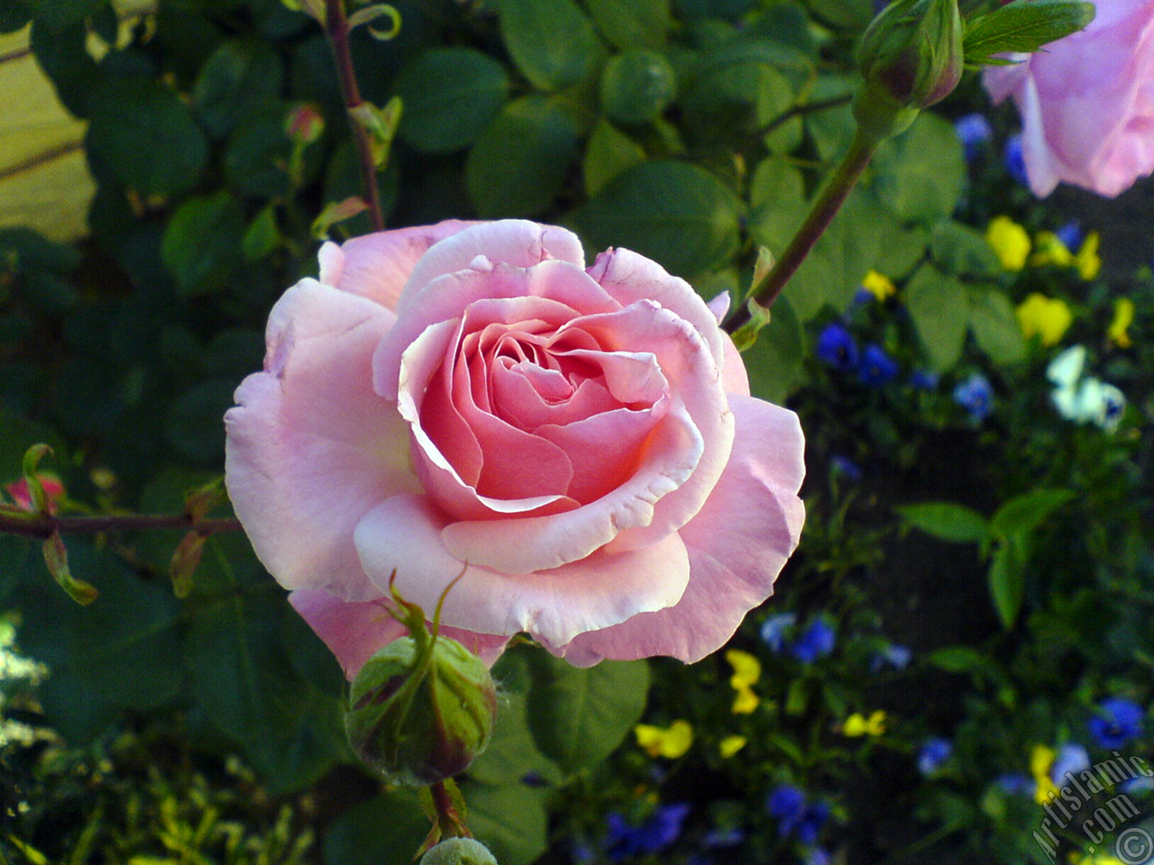 Pink rose photo.

