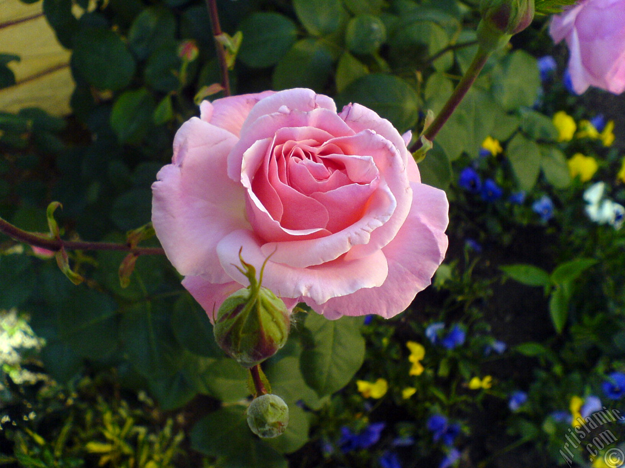 Pink rose photo.
