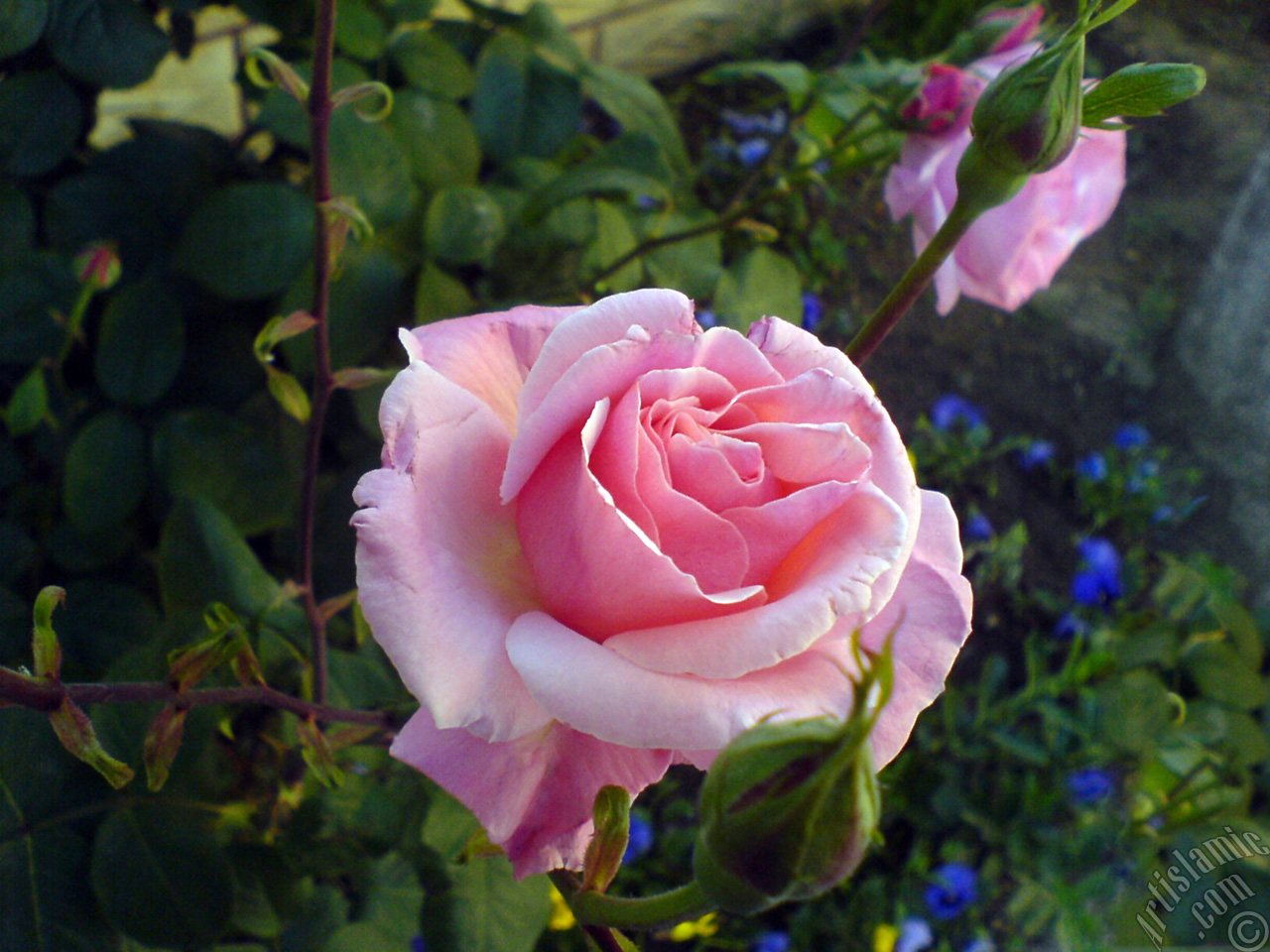 Pink rose photo.
