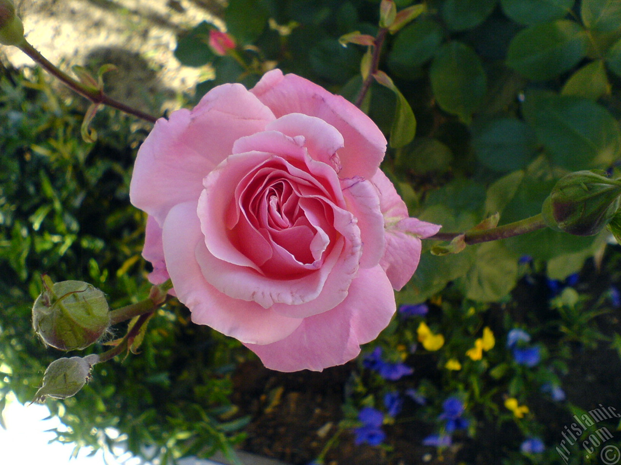 Pink rose photo.
