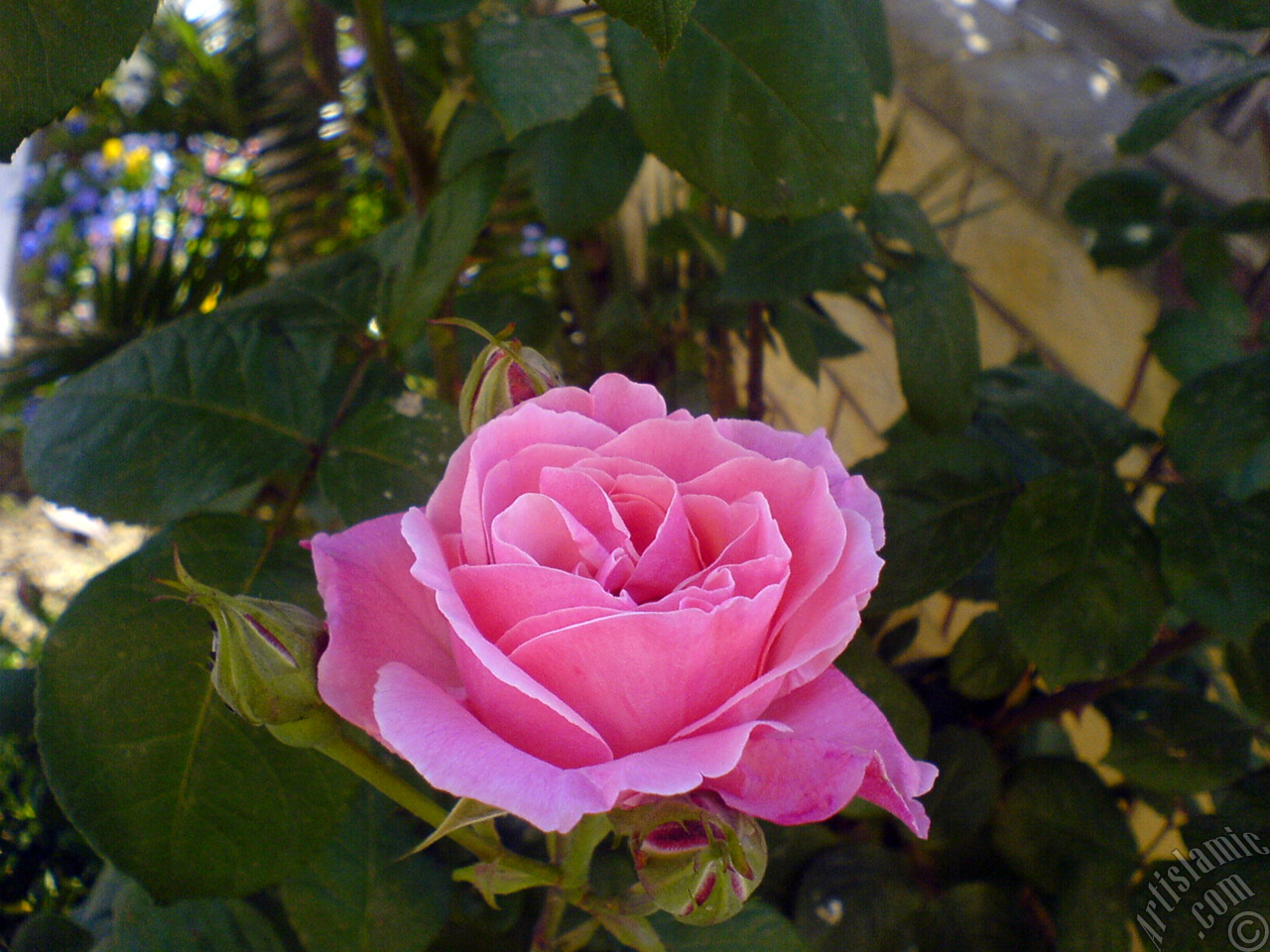 Pink rose photo.
