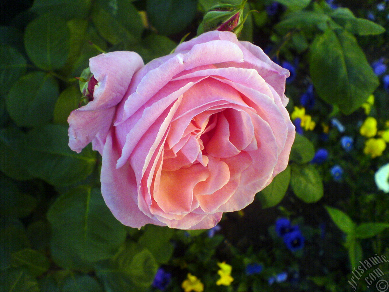 Pink rose photo.
