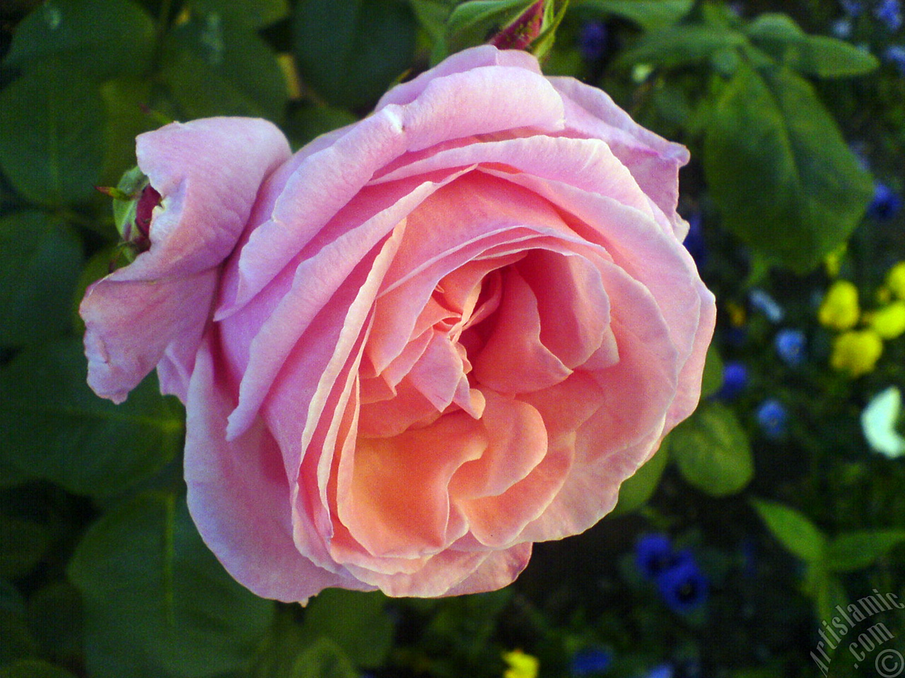 Pink rose photo.
